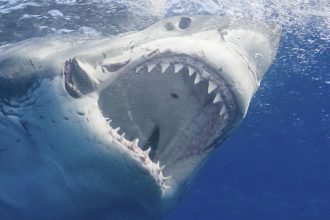 Καρχαρίες επιτέθηκαν μέσα σε λίγα λεπτά σε τρεις κολυμβητές στη Φλόριντα