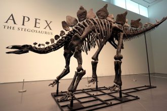 Σε τιμή ρεκόρ πωλήθηκε ο στεγόσαυρος «Apex» σε δημοπρασία στη Νέα Υόρκη