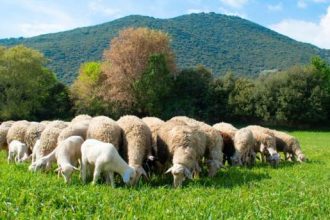 Απαγορεύτηκαν οι μετακινήσεις αιγοπροβάτων σε όλη τη χώρα - Πάνω από 9.000 ζώα θανατώνονται λόγω της πανώλης