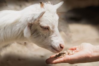 Πανώλη αιγοπροβάτων: Κρούσματα εντοπίστηκαν και στην Κρήτη