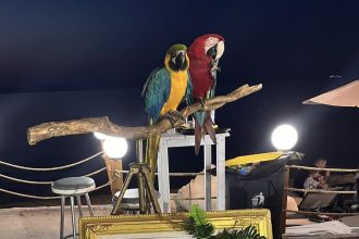 Πρόστιμο €20.000 σε ιδιοκτήτη ξενοδοχείου που χρησιμοποιούσε παπαγάλους ως «κράχτες»