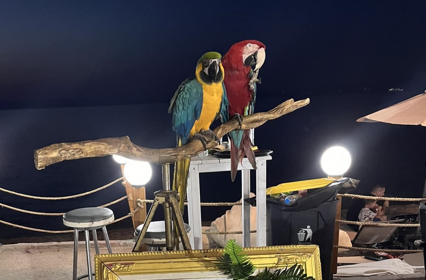 Πρόστιμο €20.000 σε ιδιοκτήτη ξενοδοχείου που χρησιμοποιούσε παπαγάλους ως «κράχτες»