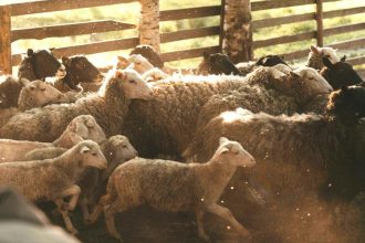 Πρώτο κρούσμα πανώλης των αιγοπροβάτων στην Αττική!