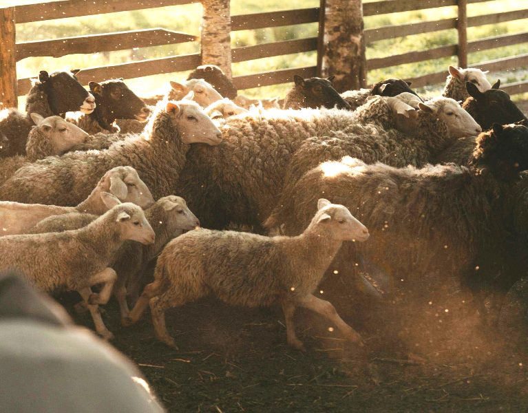 Πρώτο κρούσμα πανώλης των αιγοπροβάτων στην Αττική!