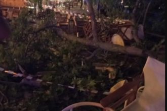 Πιερία: Πλάτανος σκότωσε 44χρονη τουρίστρια