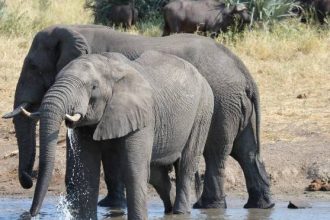 Ισπανός τουρίστας ποδοπατήθηκε από ελέφαντα σε εθνικό πάρκο