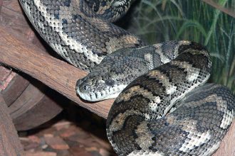 Ινδονησία: Γυναίκα βρέθηκε νεκρή μέσα στο στομάχι πύθωνα