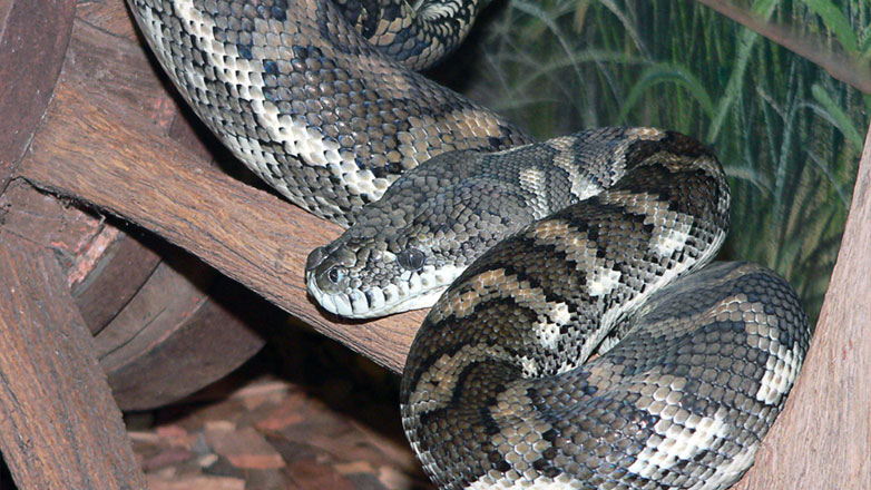 Ινδονησία: Γυναίκα βρέθηκε νεκρή μέσα στο στομάχι πύθωνα