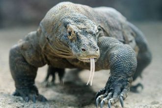 Δράκος του Κομόντο: Η μεγαλύτερη σαύρα του κόσμου σκοτώνει με δόντια από σίδερο