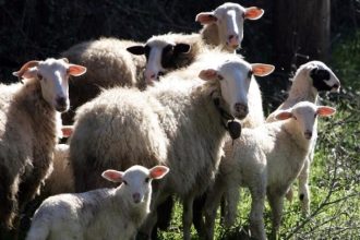 Eστίες της πανώλης των αιγοπροβάτων και στη Λάρισα