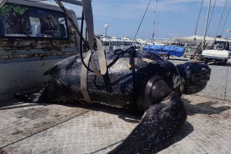 Νεκρή θαλάσσια χελώνα 300 κιλών