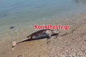 Νεκρό δελφίνι σε παραλία της Κορινθίας