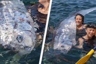 «Προάγγελος της καταστροφής»: Εντόπισαν αυτό το ψάρι - Είναι προμήνυμα πολύ μεγάλου σεισμού