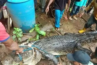 Φρίκη στην Ινδονησία: Κροκόδειλος έφαγε γυναίκα - Εξείχαν τα πόδια της από το στόμα του