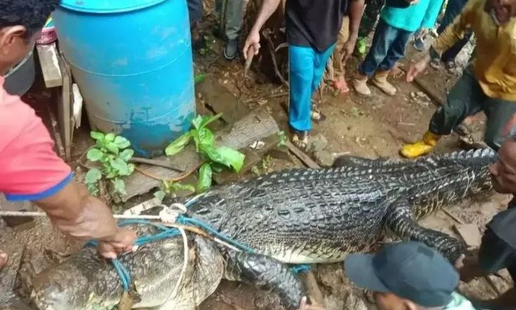 Φρίκη στην Ινδονησία: Κροκόδειλος έφαγε γυναίκα - Εξείχαν τα πόδια της από το στόμα του