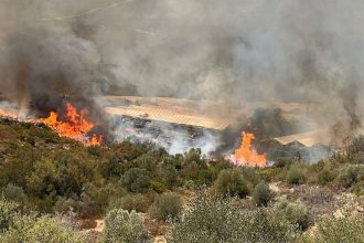 Φωτιά στην Αττική: Καίγονται τα φυτώρια του Μαραθώνα, στα 150 μέτρα από τα σπίτια οι φλόγες - ΒΙΝΤΕΟ