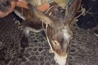 Εξαντλημένο γαϊδουράκι κατέρρευσε στη Σαντορίνη