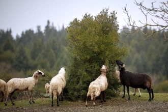 Πανώλη αιγοπροβάτων: Φοβισμένοι οι καταναλωτές – Χαλαρώνουν τα μέτρα από τη Δευτέρα
