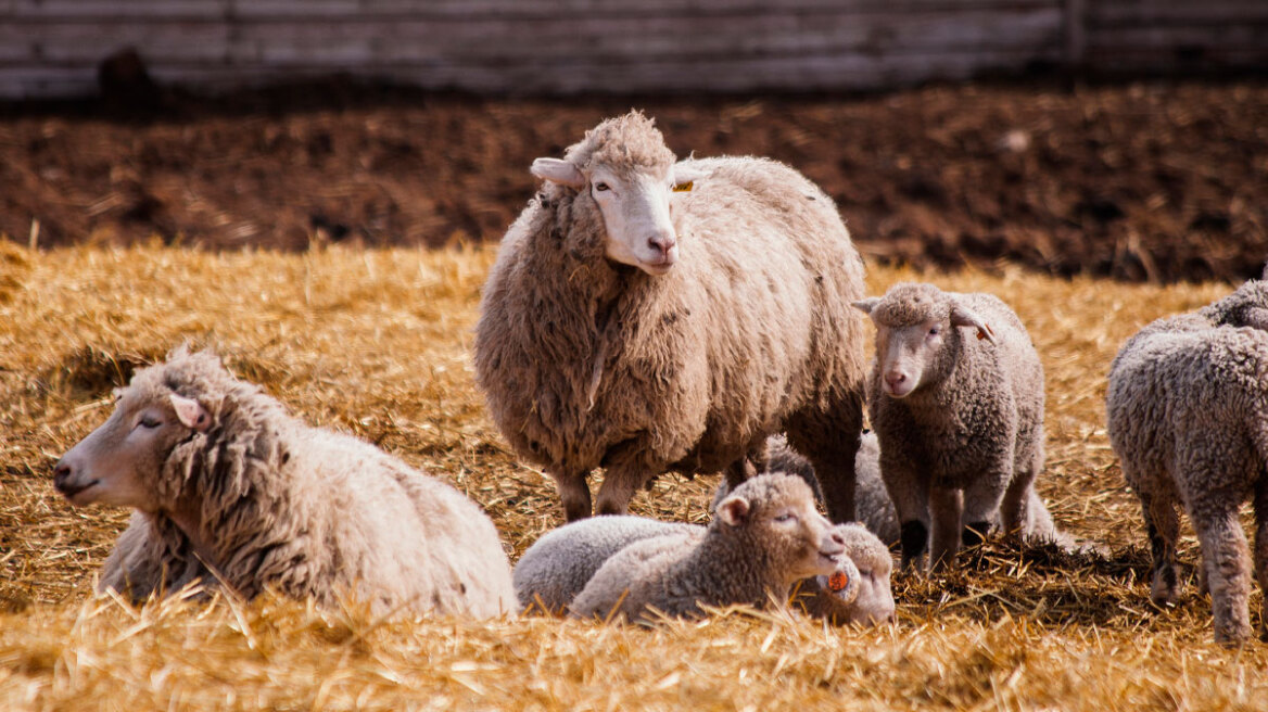Πανώλη αιγοπροβάτων: Σαρωτικοί έλεγχοι στην Κρήτη