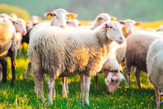 Πανώλη των αιγοπροβάτων: Από Δευτέρα η μετακίνηση ζώων για σφαγή στις περιφέρειες που δεν έχουν πληγεί
