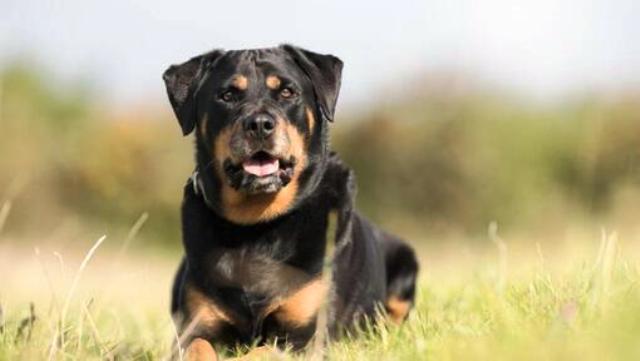 Ροτβάιλερ επιτέθηκε σε ολόκληρη οικογένεια - Κατασπάραξε το σκυλάκι τους, παραλίγο και το μωρό τους! Φωτογραφίες ντοκουμέντα