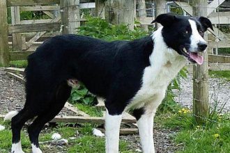 Καστοριά: Σκύλος επιτέθηκε και δάγκωσε δύο 8χρονα παιδιά