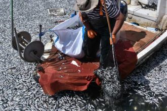 Βόλος: Παρέμβαση Αρείου Πάγου για τα νεκρά ψάρια - Ζητά να διερευνηθούν τυχόν ποινικές ευθύνες