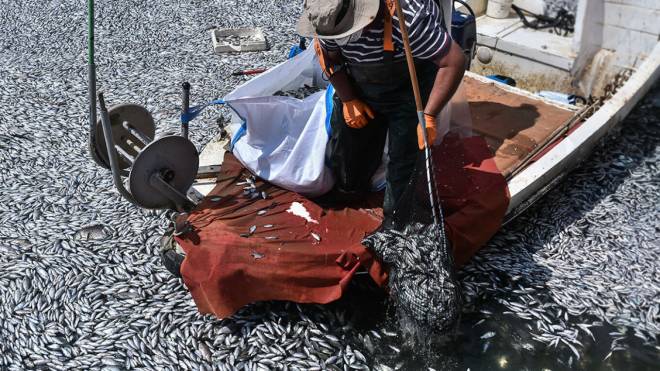 Βόλος: Παρέμβαση Αρείου Πάγου για τα νεκρά ψάρια - Ζητά να διερευνηθούν τυχόν ποινικές ευθύνες