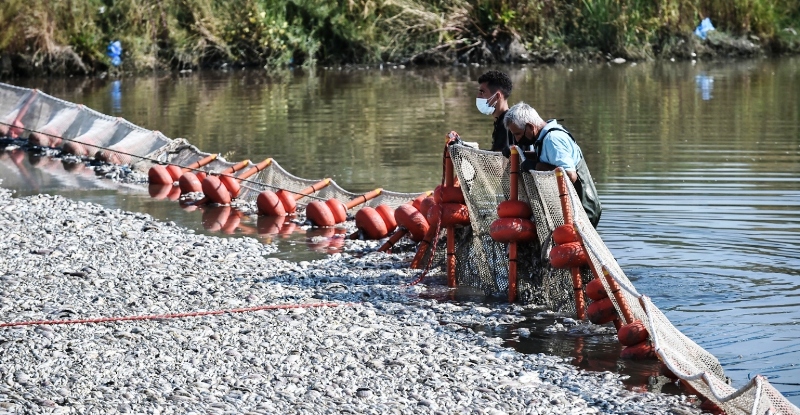 Σε κατάσταση Έκτακτης Ανάγκης ο Βόλος μετά τα νεκρά ψάρια στον Παγασητικό