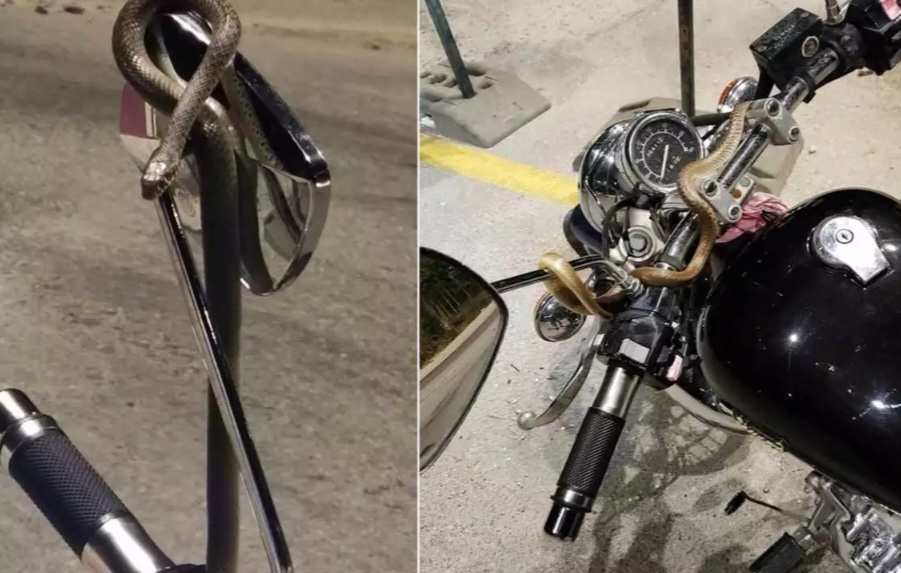 Τρόμος για οδηγό: Φίδι τυλίχτηκε γύρω από το τιμόνι εν κινήσει μηχανής