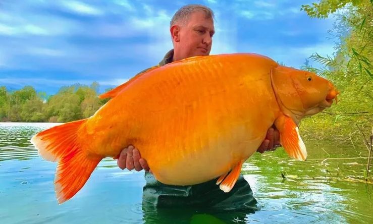 «Carrot»: Το μεγαλύτερο χρυσόψαρο του κόσμου βρέθηκε νεκρό