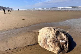 Γάμος Κασσελάκη – Τάιλερ: Δύο προσαγωγές για τη χρήση drone στη γαμήλια τελετή στο Βοτανικό Πάρκο στα Χανιά