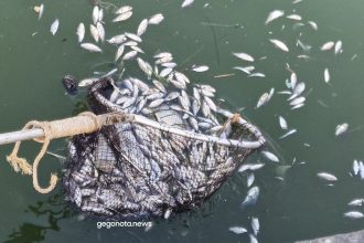 «Fake News» πως τα νεκρά ψάρια στον Παγασητικό προσελκύουν καρχαρίες