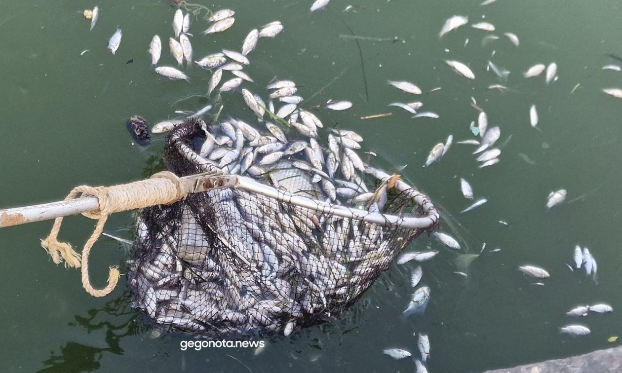 «Fake News» πως τα νεκρά ψάρια στον Παγασητικό προσελκύουν καρχαρίες