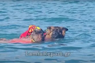 Σκύλος ναυαγοσώστης έσωσε από πνιγμό ηλικιωμένο! (ΒΙΝΤΕΟ)