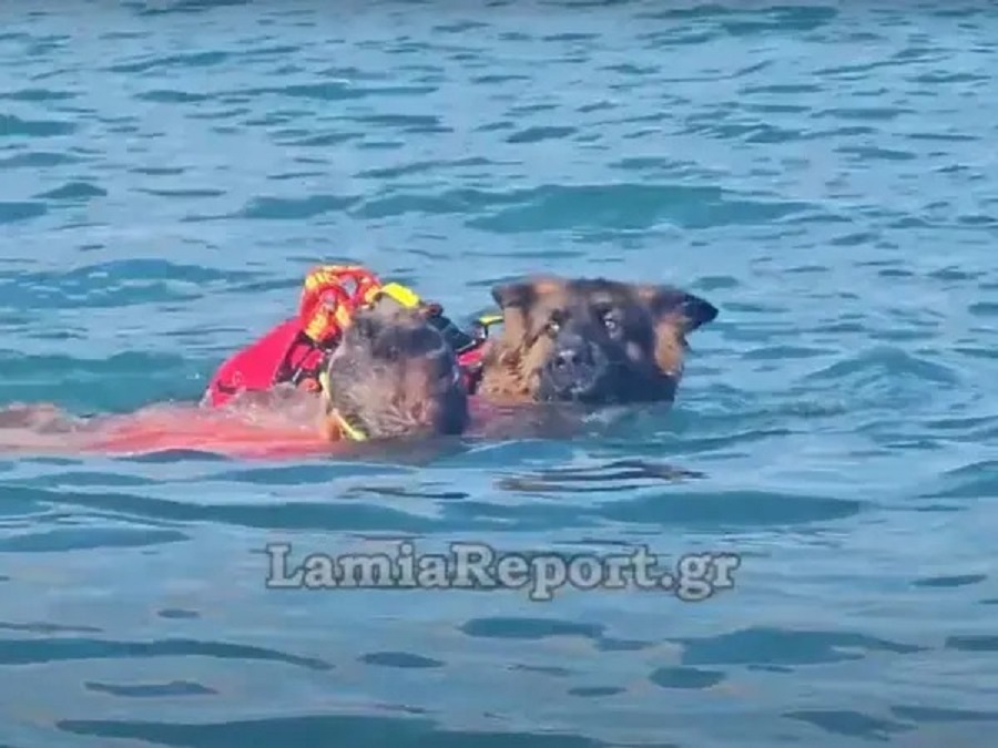 Σκύλος ναυαγοσώστης έσωσε από πνιγμό ηλικιωμένο! (ΒΙΝΤΕΟ)