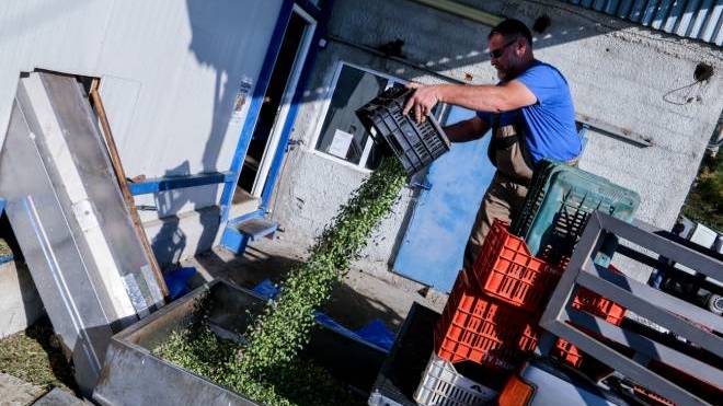 Ελαιόλαδο: Πού θα κυμανθούν οι τιμές του «πράσινου χρυσού» τον χειμώνα