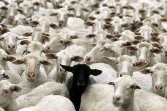 Θανατώνονται αιγοπρόβατα στη μονάδα με το κρούσμα ευλογιάς