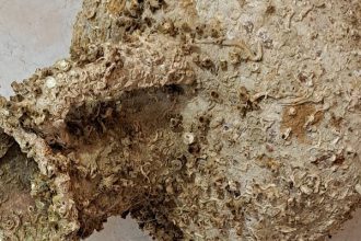 Κόρινθος: Βρέθηκαν αρχαίοι αμφορείς στη θάλασσα