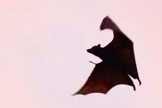 Παιδί πέθανε από λύσσα – Νυχτερίδα είχε μπει στο υπνοδωμάτιό του