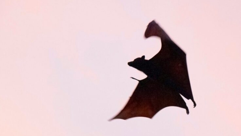 Παιδί πέθανε από λύσσα – Νυχτερίδα είχε μπει στο υπνοδωμάτιό του