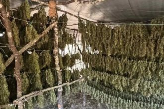 Αρκαδία: Βρέθηκε φυτεία - μαμούθ με 1 τόνο κάνναβης σε έκταση 35 στρεμμάτων