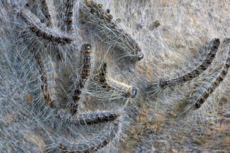Εμφανίστηκαν τοξικές κάμπιες - Ένα τσίμπημα είναι αρκετό να προκαλέσει θάνατο