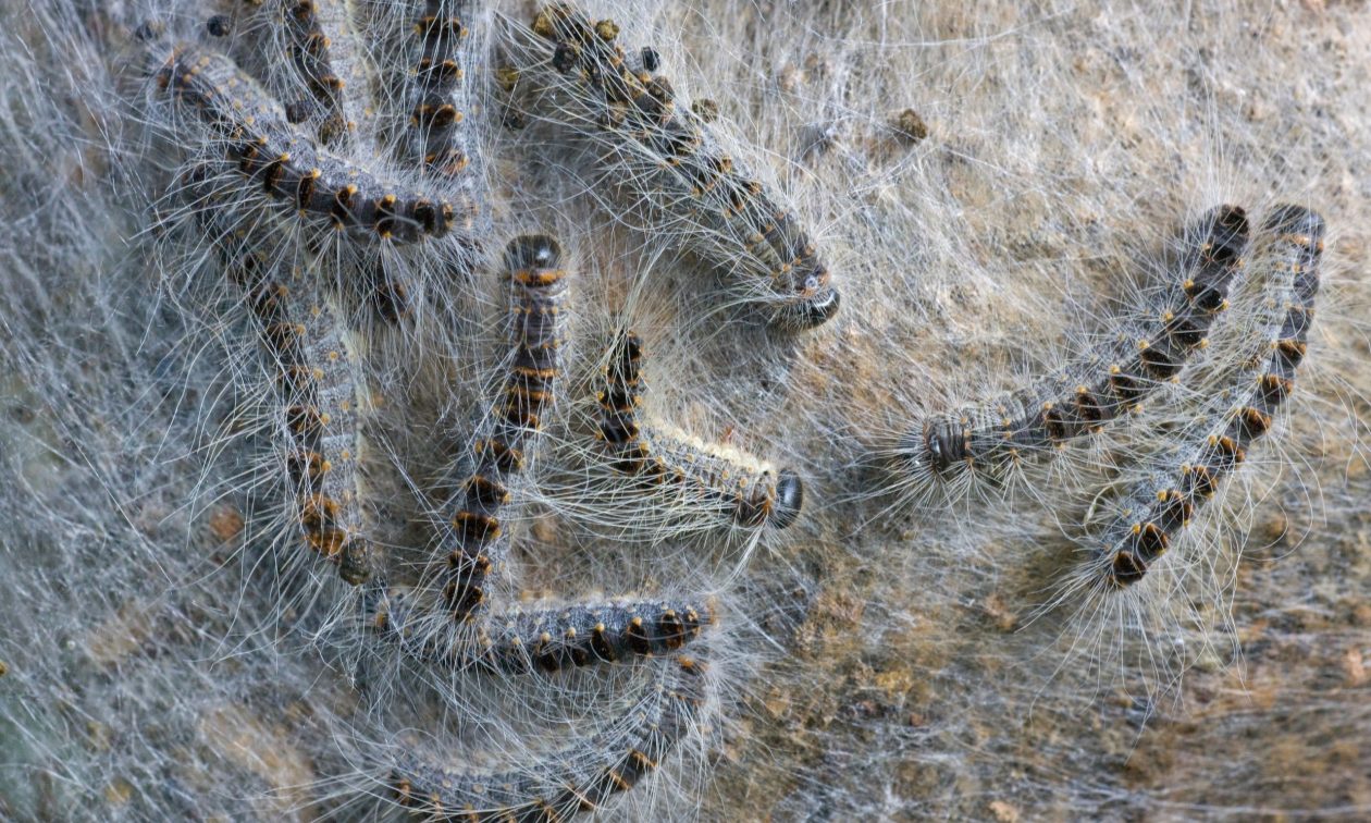 Εμφανίστηκαν τοξικές κάμπιες - Ένα τσίμπημα είναι αρκετό να προκαλέσει θάνατο