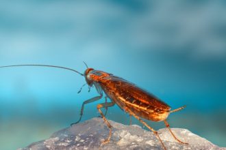 23χρονος πήγε στο νοσοκομείο με πόνους στο στομάχι και του βρήκαν ζωντανή κατσαρίδα