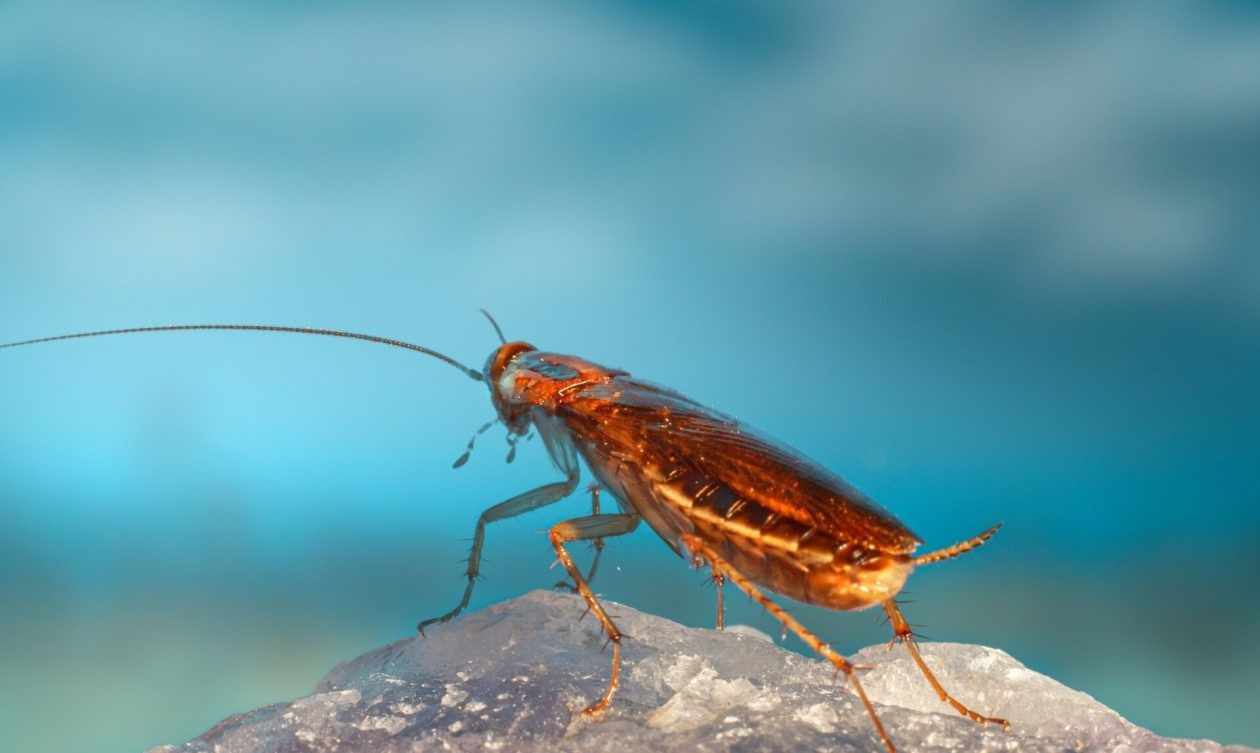 23χρονος πήγε στο νοσοκομείο με πόνους στο στομάχι και του βρήκαν ζωντανή κατσαρίδα