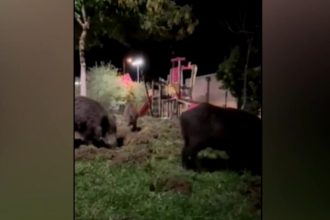 Τα αγριογούρουνα εισέβαλαν σε παιδική χαρά – Μεγάλη ανησυχία στους κατοίκους