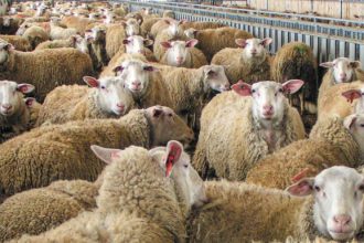 Συναγερμός για την ευλογιά των αιγοπροβάτων: Απαγορεύονται οι σφαγές για 10 ημέρες