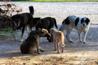 ΣΟΚ: Σκυλιά κατασπάραξαν γυναίκα στην αυλή της οικίας της!