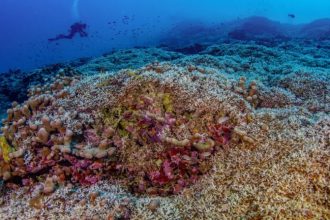 Ειρηνικός: Επιστήμονες ανακάλυψαν το μεγαλύτερο κοράλλι του κόσμου - Μεγαλύτερο και από γαλάζια φάλαινα